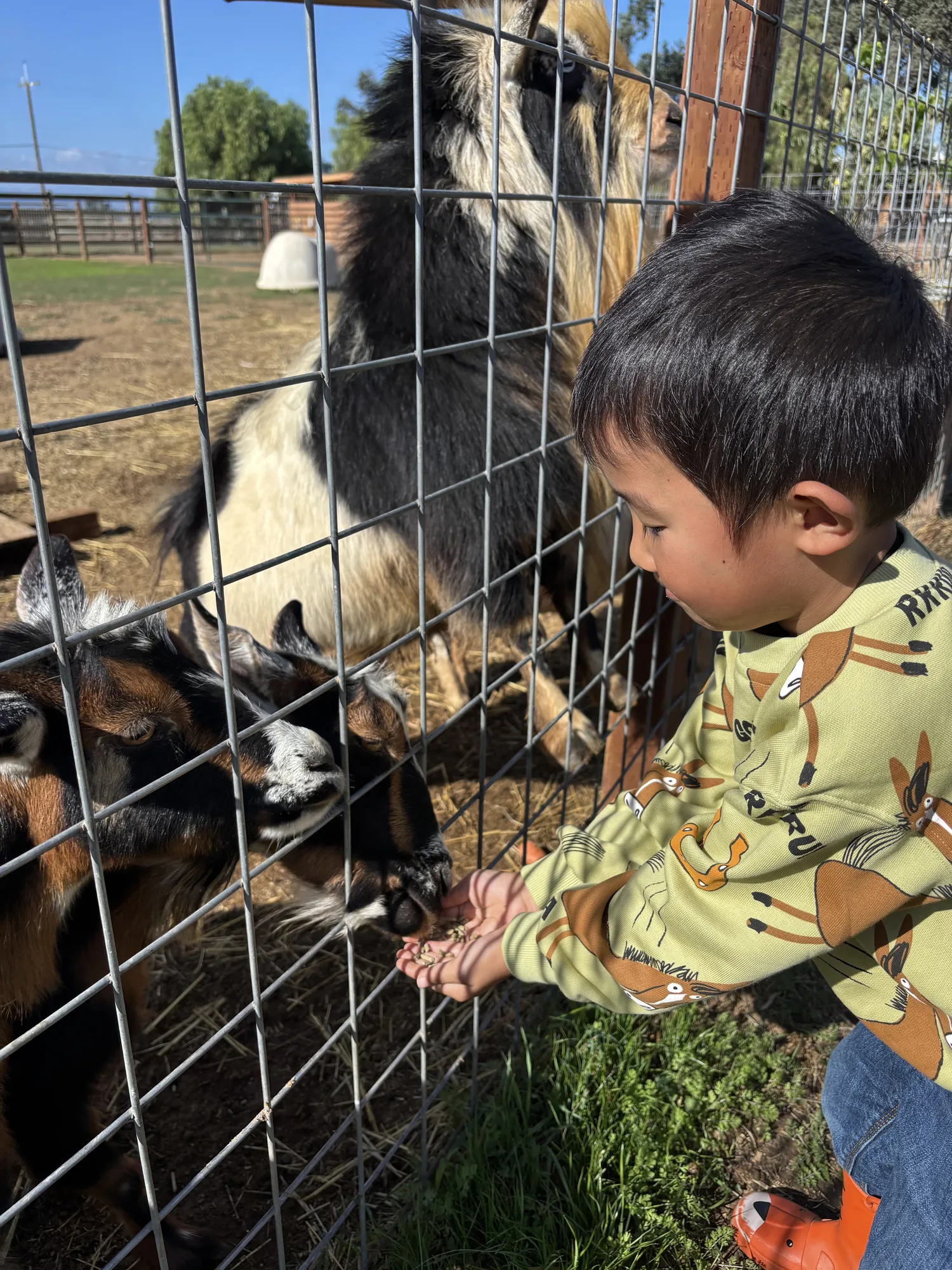 A young student gently feeding goats through a fence on a farm field trip